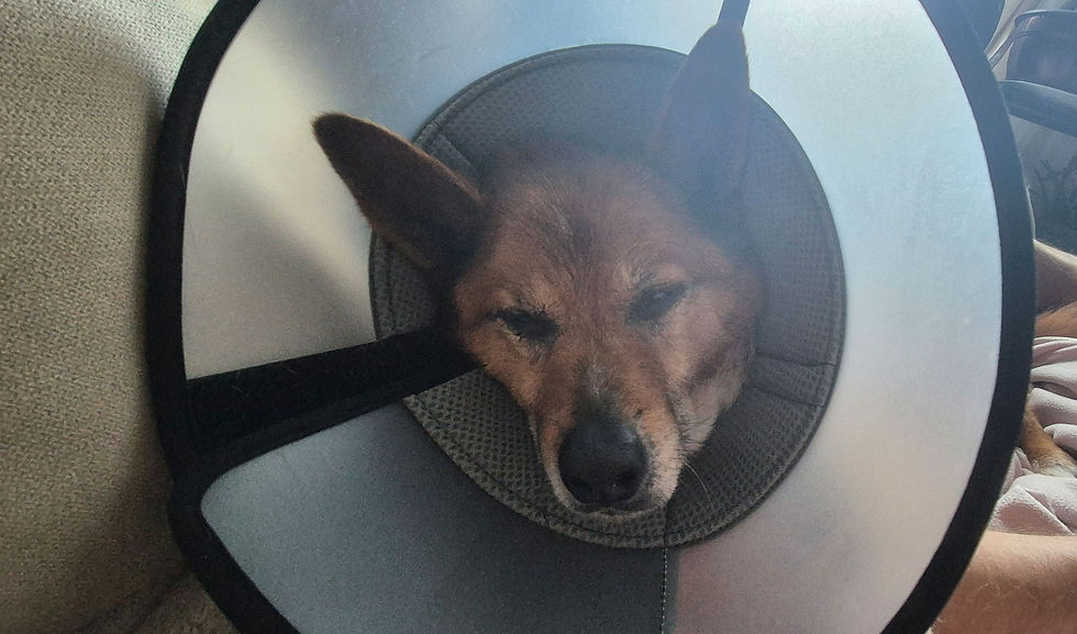 Scottie liegt nach seiner Operation mit Halskrause auf dem Sofa und erholt sich tapfer von der OP