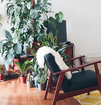 屋内植物