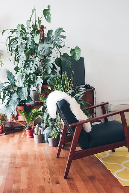 Plantes d'intérieur