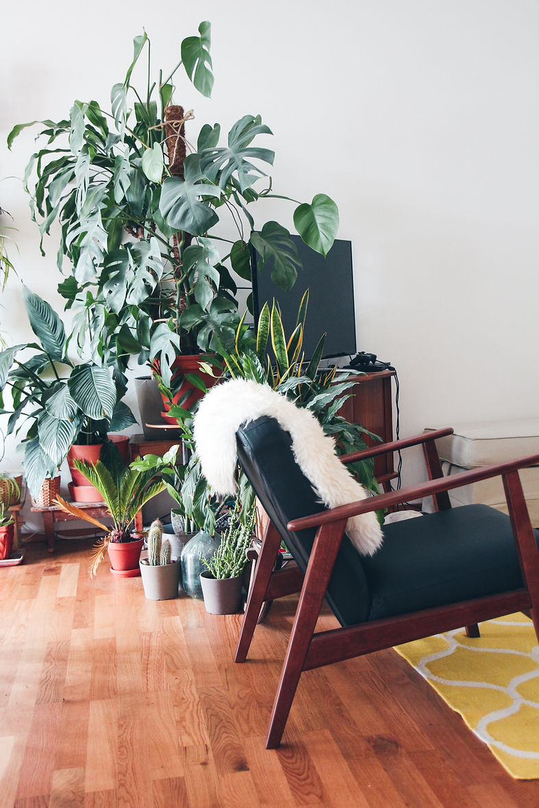 Indoor Plants