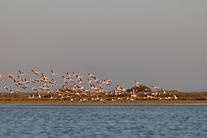 Flamingos Agios Mamas Katerina.jpg