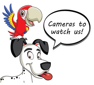 Custom Pet Express Tucson Arizona