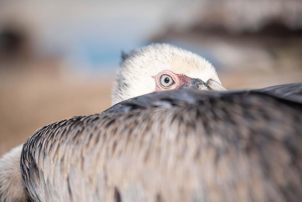 Artist Reception for Jonathan Biermann