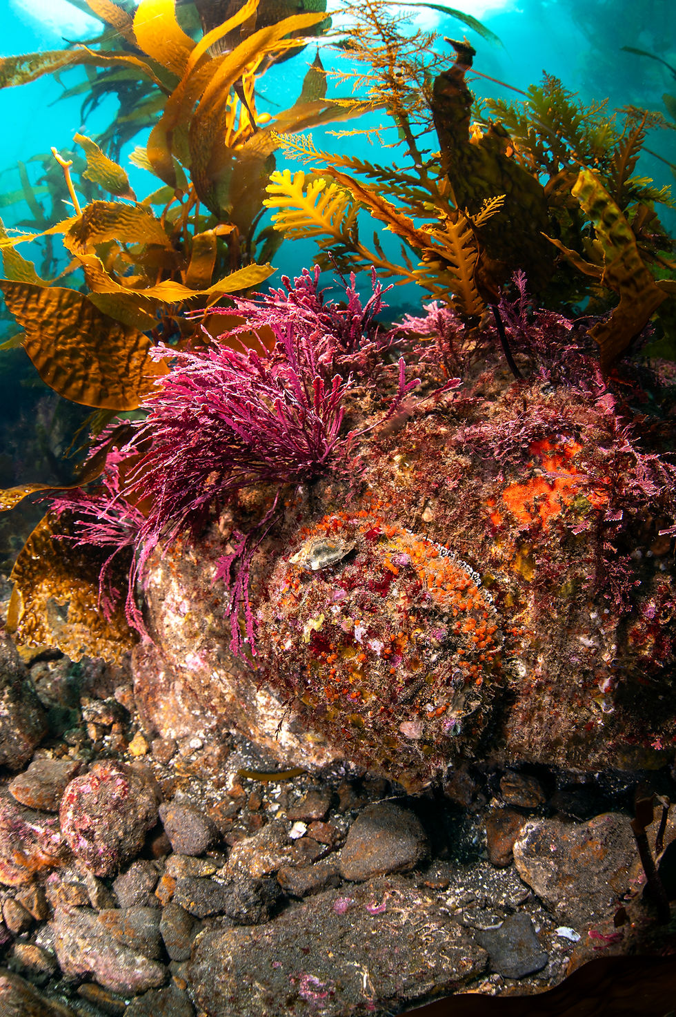 Speaker Series - Restoring a Foothold: People, Abalone & A Changing Coast