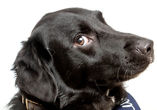 A black dog head portrait with floppy ears is looking into the camera, giving side eye with his big, brown eyes!