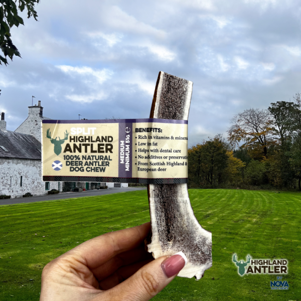 Thumbnail: Split Antlers