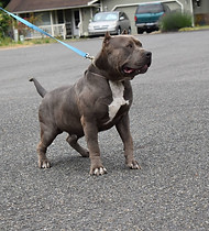 Baloo 3.jpg