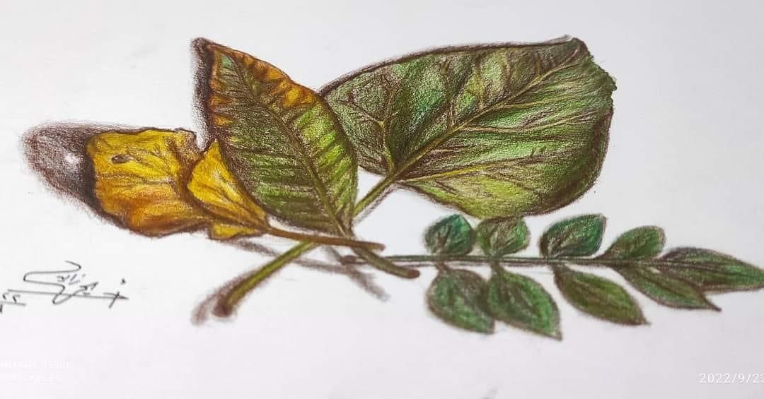 This black ink sketch depicts a large tree in a natural setting, with intricate details in the foliage and branches. The arti