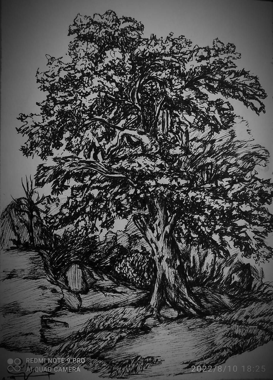Thumbnail: Nature in Ink: A Tree Study Series