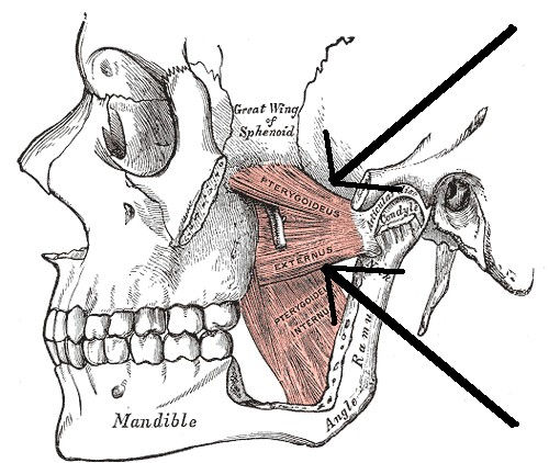 외측 익상근 (lateral pterygoid muscle)