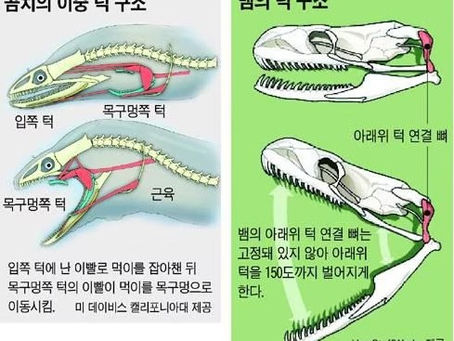 곰치와 뱀의 입벌리기 동작의 구조