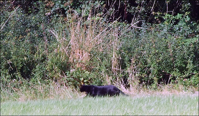Big Cat
