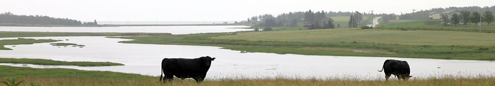 Bulls of Nova Scotia