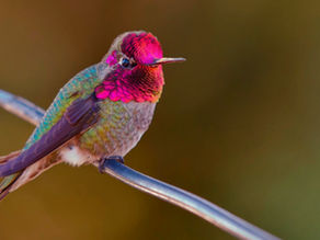 The Lady Bird Deed: Estate Planning’s Best-Kept Secret