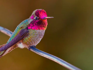 The Lady Bird Deed: Estate Planning’s Best-Kept Secret