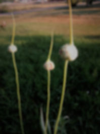 garlic.jpg