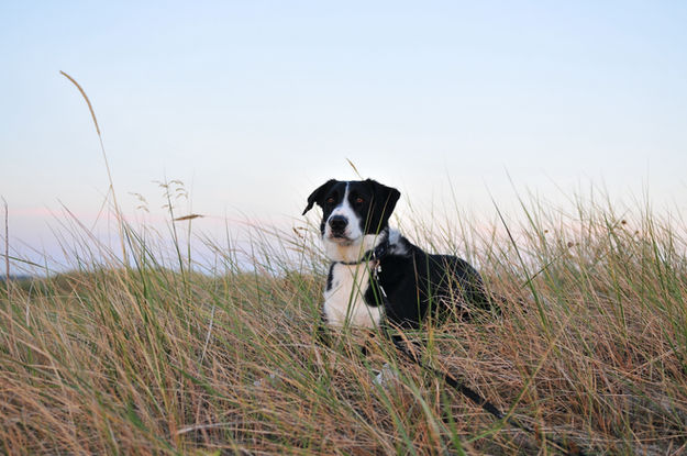 Haustierfotografie Border Gras cabo.ch N3S_6938.jpeg