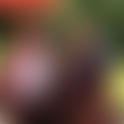 Did you miss Meet the Candidates?