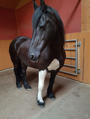 Friese Els, Schlagenbiss Pferd 5