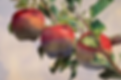 Three Apples