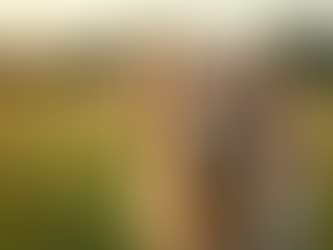 Understanding Male Golden Retrievers for Breeding