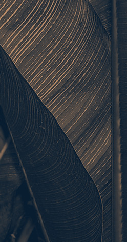 Dark Leaf