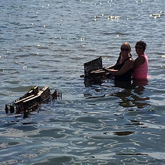 Fox Point Oysters farm tours, tour an oyster farm, harvest my own oysters, harvest oysters myself, where to find oysters