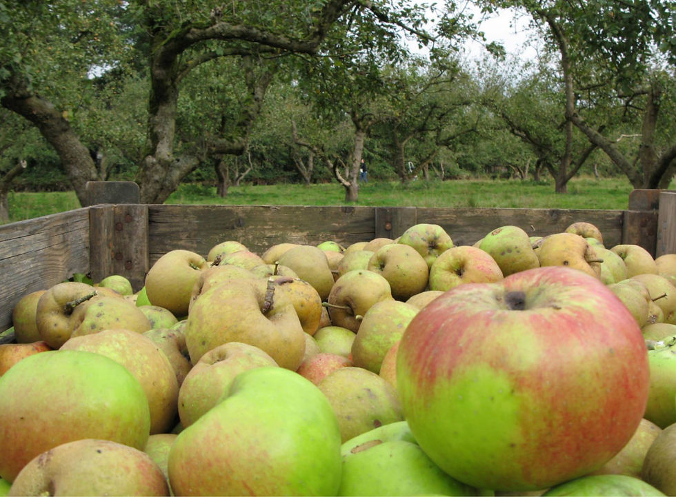 De basis voor lekkere verse appelsap