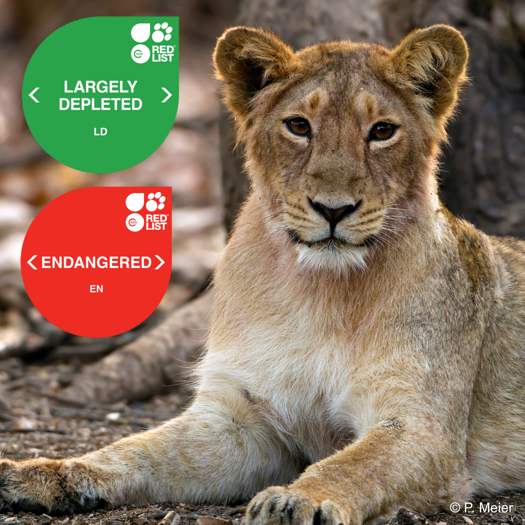 Panthera leo leo.png