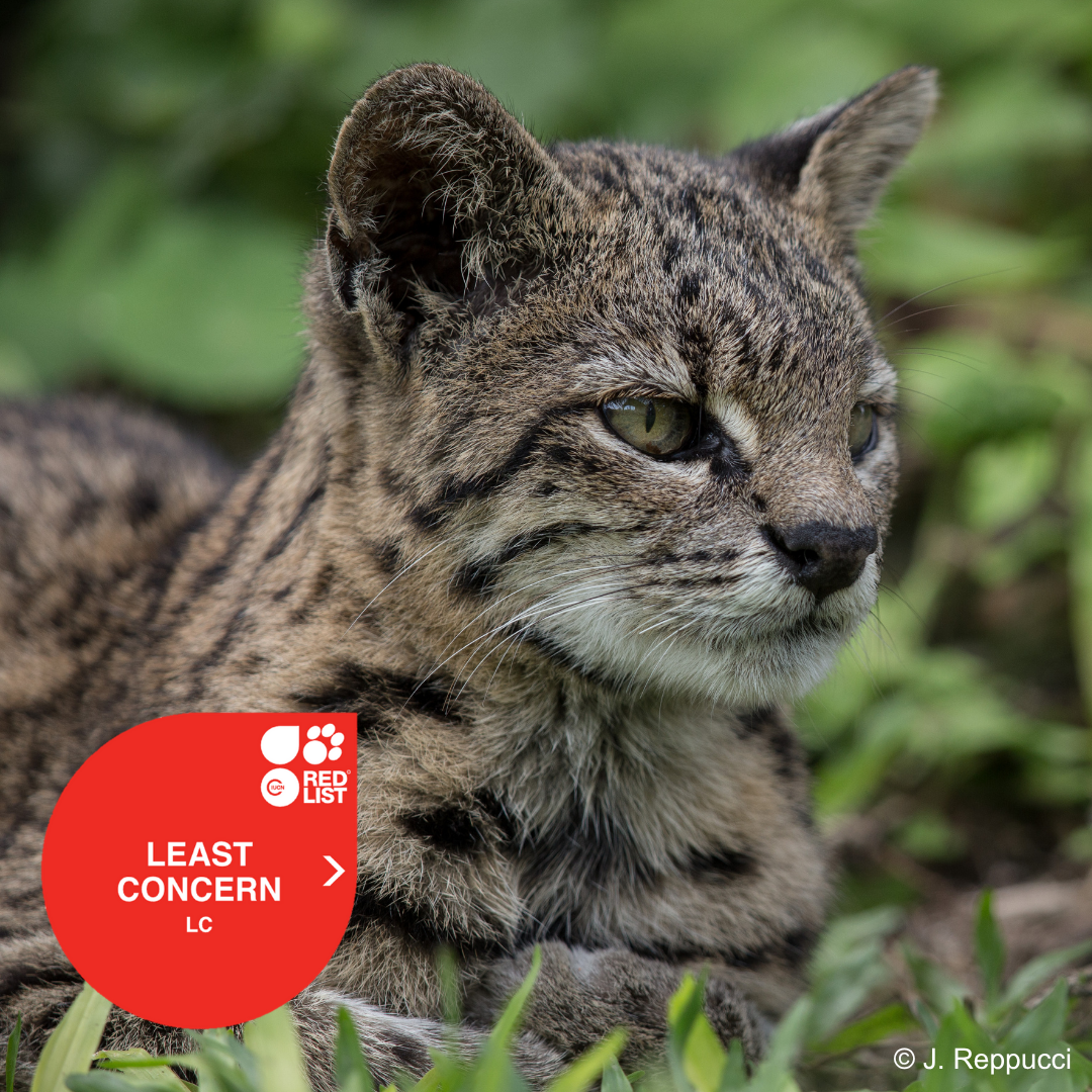 Leopardus geoffroyi.png