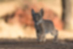 Iberian Lynx B Cranke 01.jpg