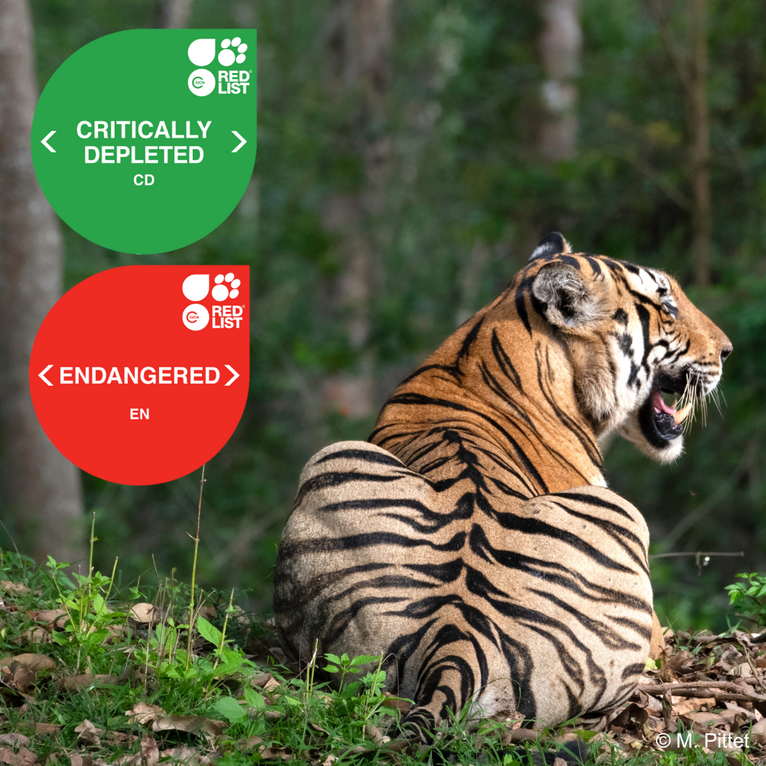 Panthera tigris.png