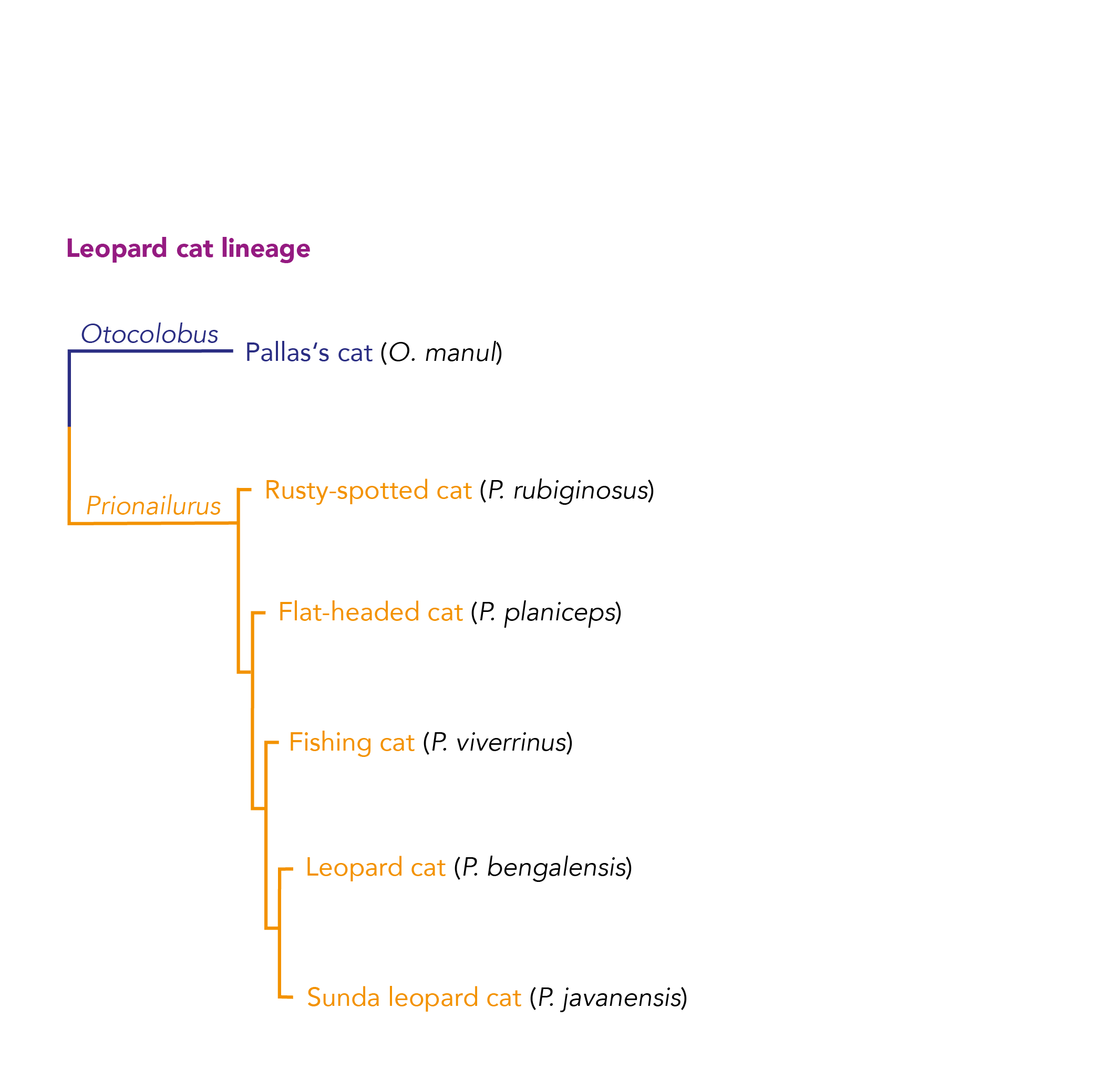 Leopard_cat_lineage_7.png