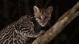 Ocelot P Meier 04