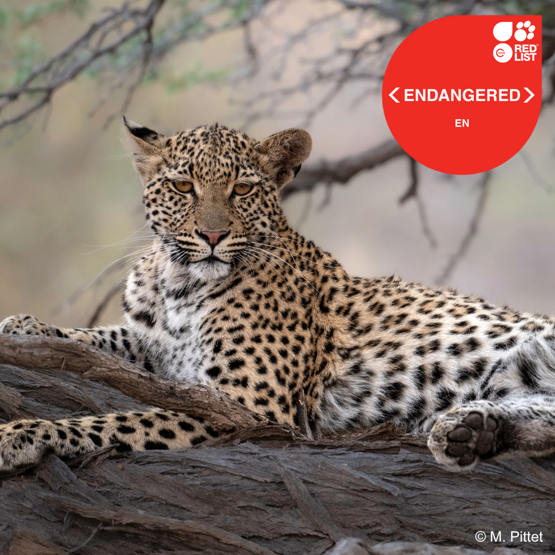Panthera pardus West Africa.png