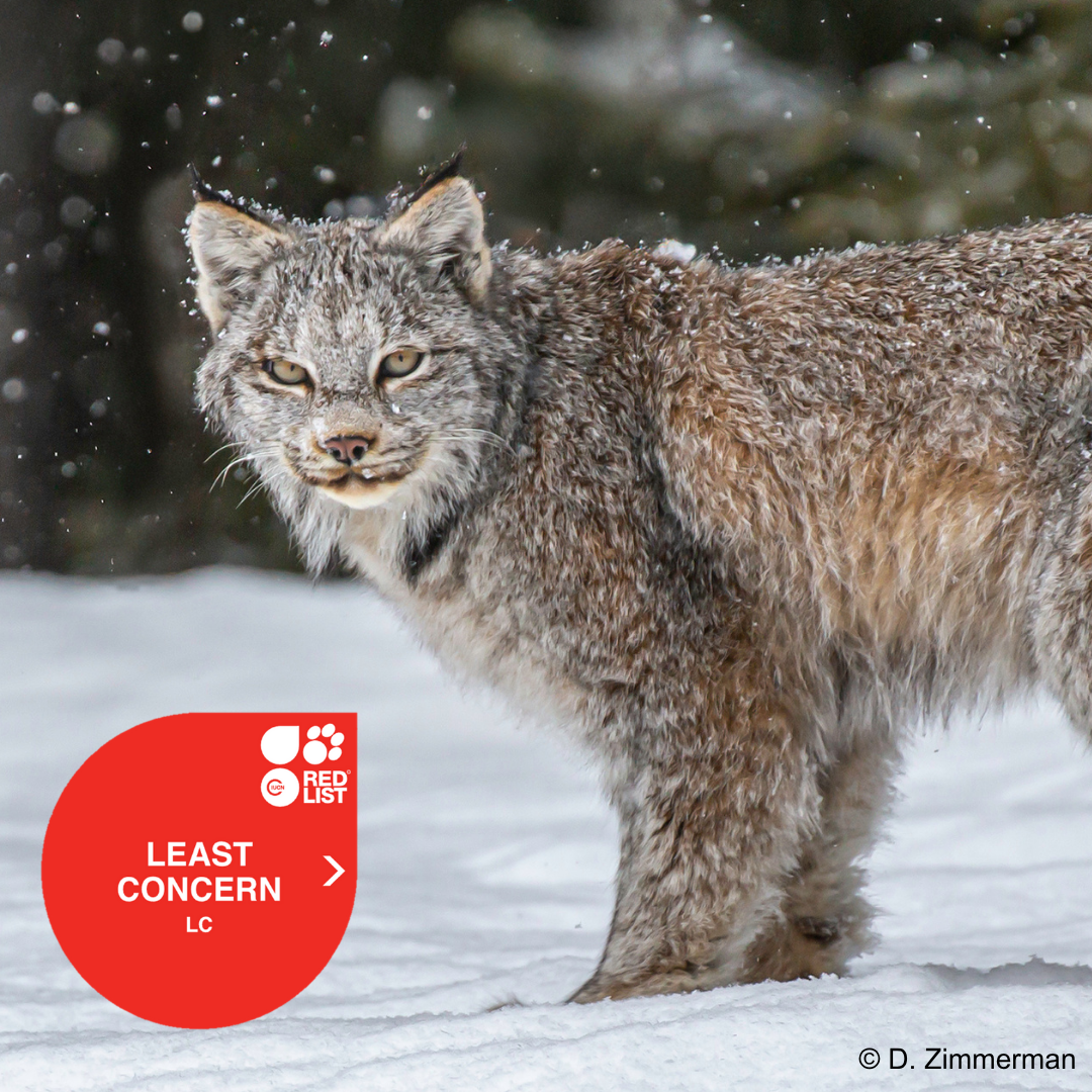 Lynx canadensis.png