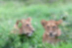 Lion M Pittet 11
