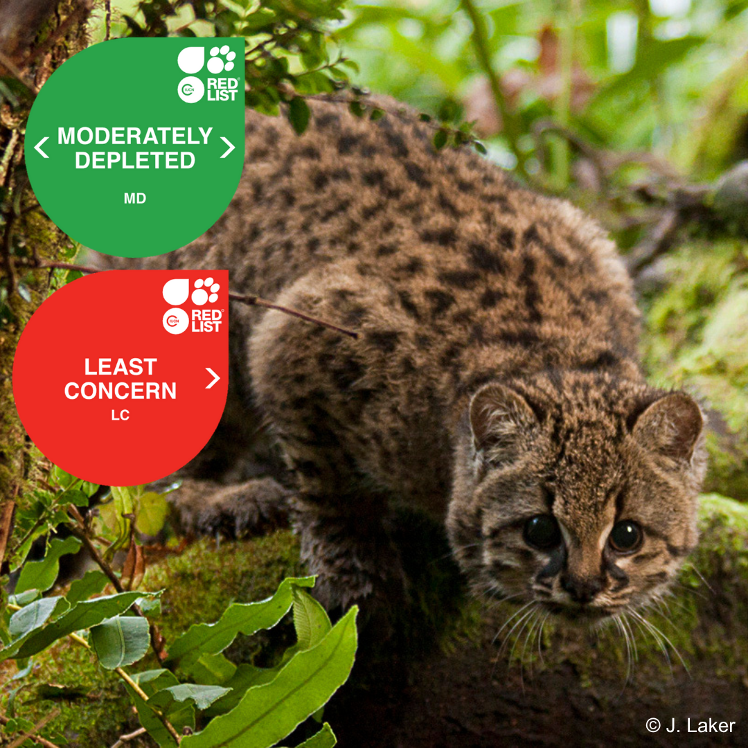 Leopardus guigna.png