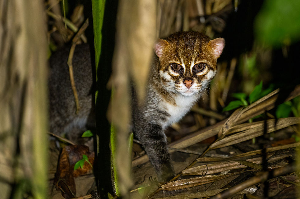 Flat-headed-Cat-S Kennerknecht.jpg