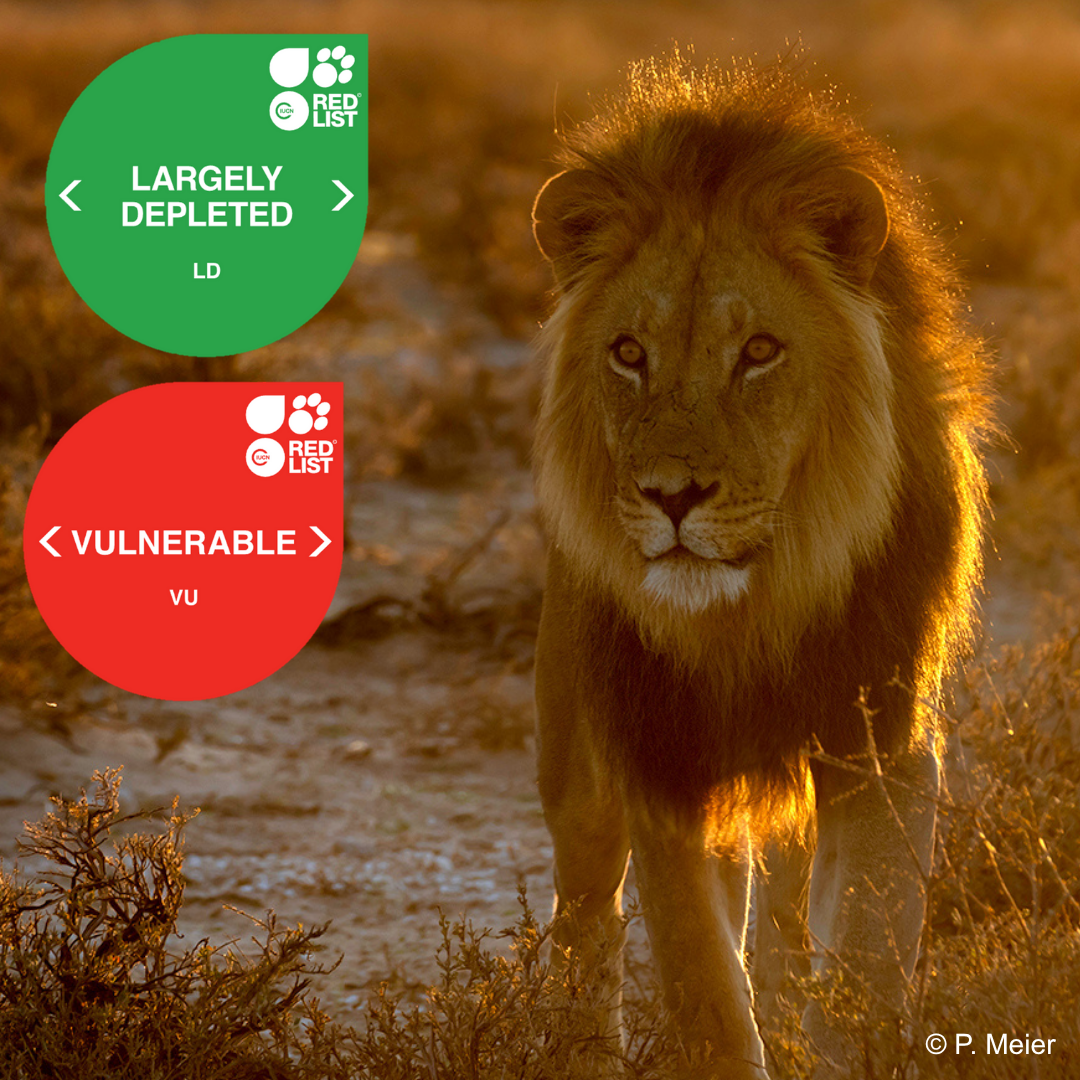 Panthera leo melanochaita.png