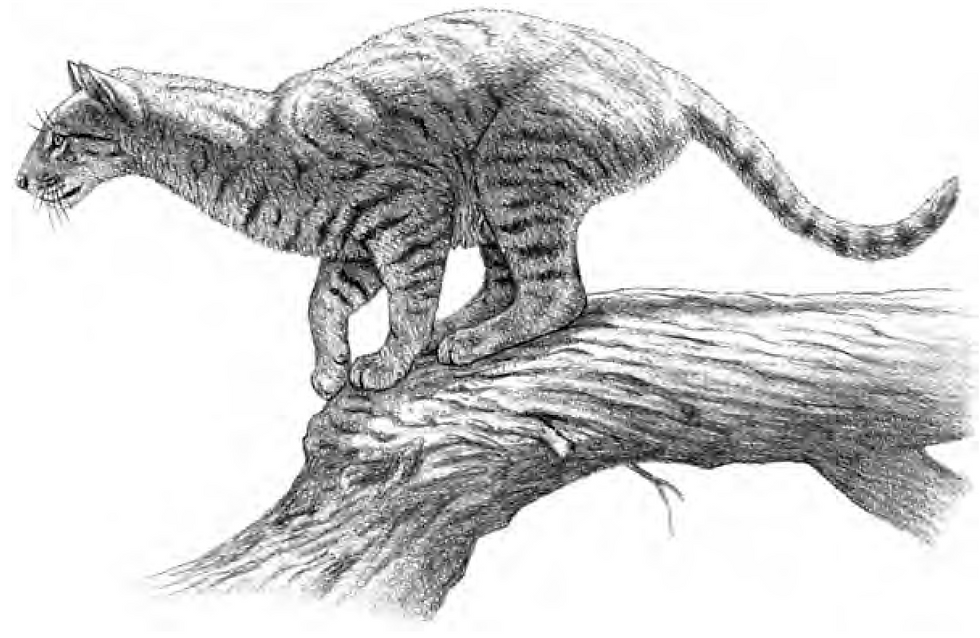 Anton - Proailurus lemanensis.png