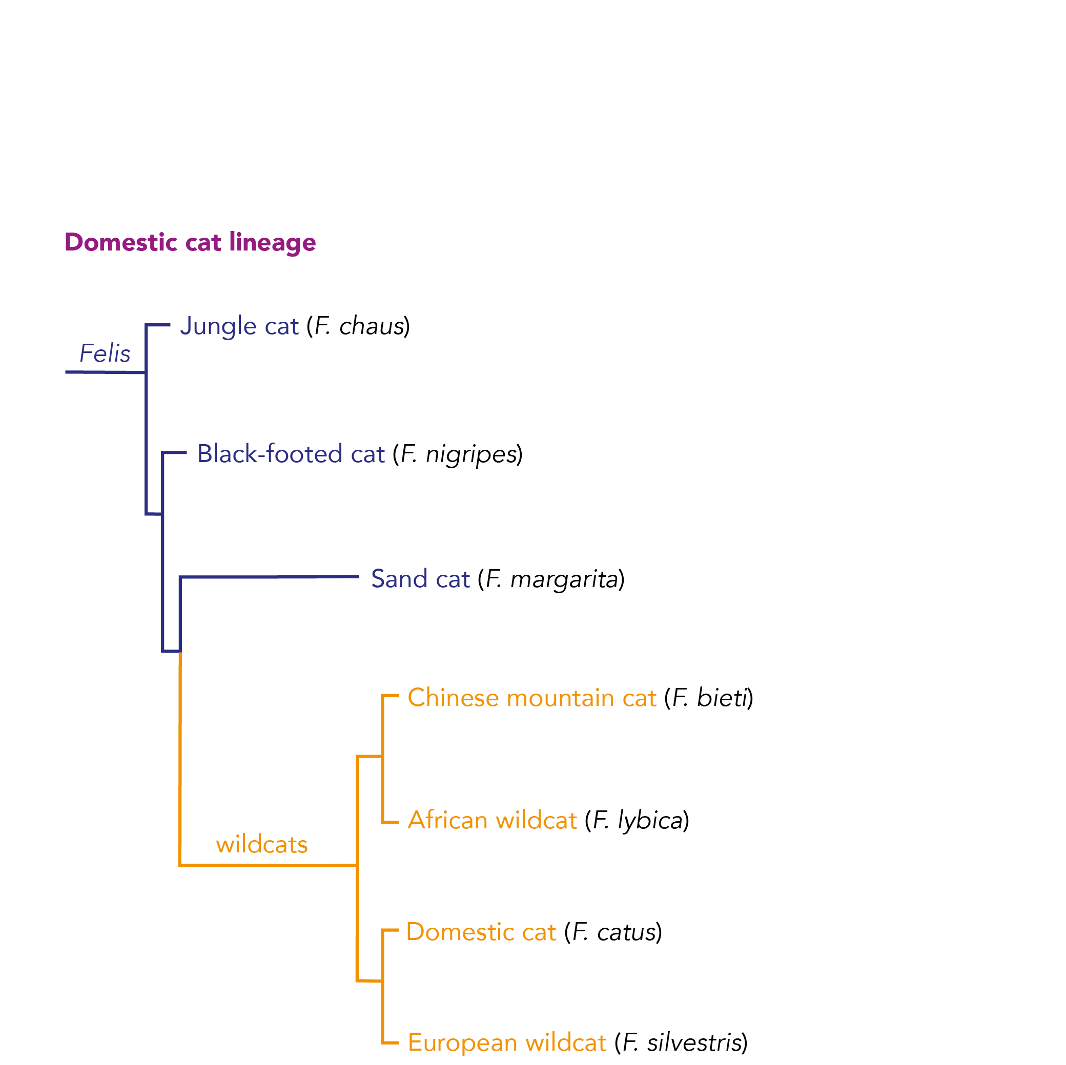 Domestic_cat_lineage_8.png