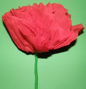 rosa superiro.PNG