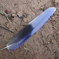 Blue Irridescent Feather_edited.jpg