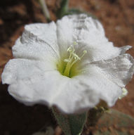 Wildflower Small Native White_edited.jpg
