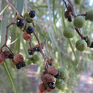 Native Seeds, Don't Eat These Though_edited.jpg