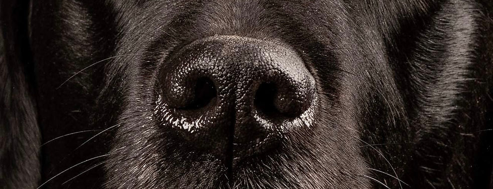 dog nose scentwork