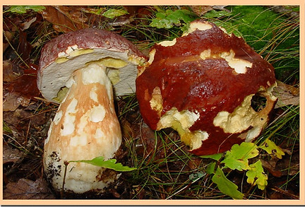 Cepe_des_pins_4.jpg