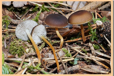 Strobilurus_tenacellus.jpg
