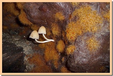 Coprinus_domesticus_2.jpg